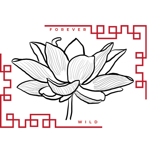 Lunch Bag écoresponsable en coton bio – Catacliss